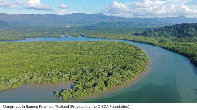 Mangroves in Ranong Province, Thailand (Provided by the OISCA Foundation)
